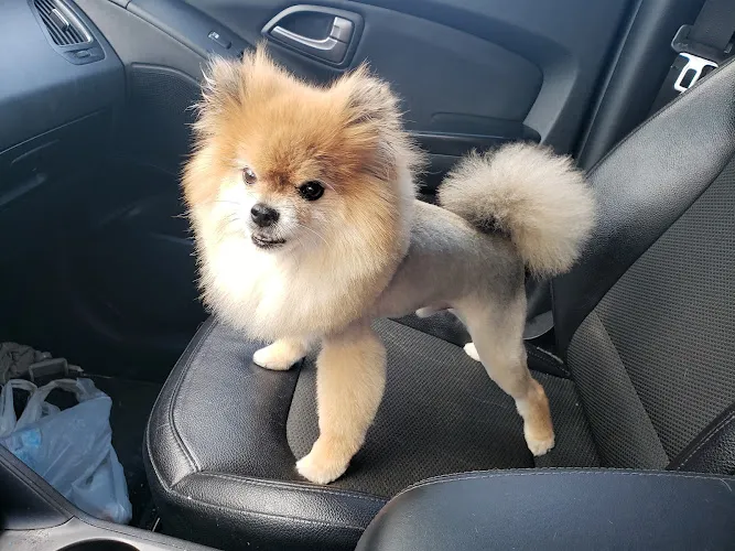 Paws & Relax Pet Spa - Cat grooming in O'Fallon