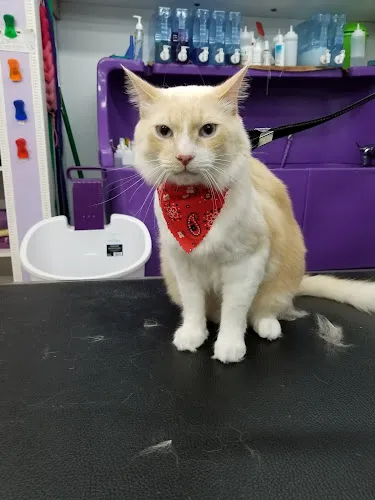 Fuzz Monsters Pet Grooming - Mobile cat grooming in Citrus Heights, CA