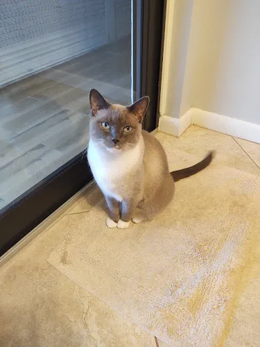 Java Cat & Dog Spa - Cat grooming in Fort Lauderdale