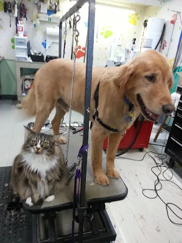 North County Pet Grooming - Cat grooming in Florissant