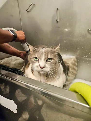 Head to Tail Groomology - formerly a wild hair pet grooming - Cat grooming in Grand Junction