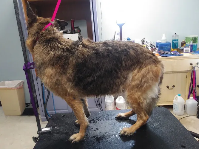 The purrfect paws - Cat grooming in East Rochester