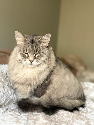 Smoochie Pooch - Mobile cat grooming in Portage, IN