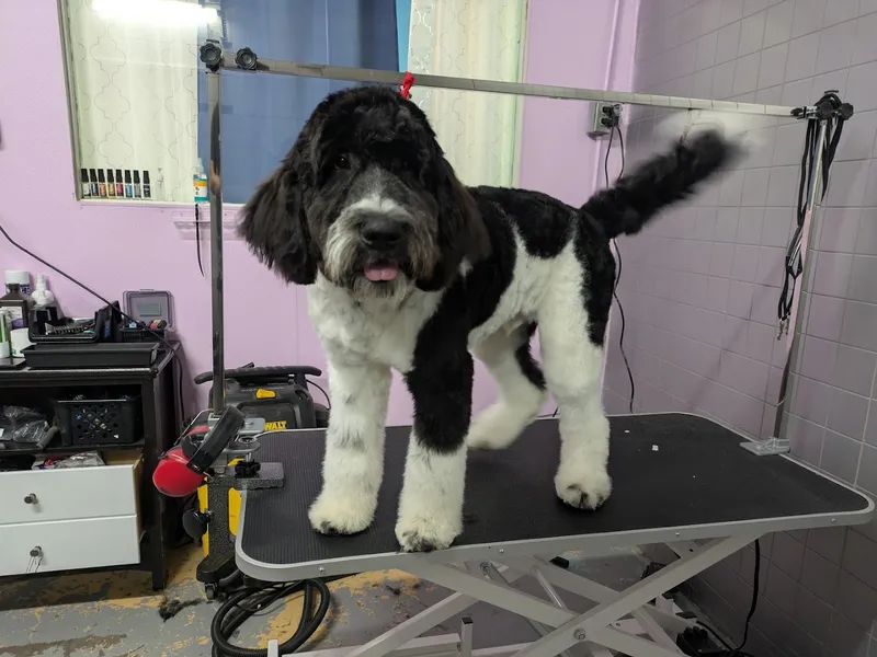 Furr Paradise Grooming and Daycare LLC - Cat grooming in Las Vegas