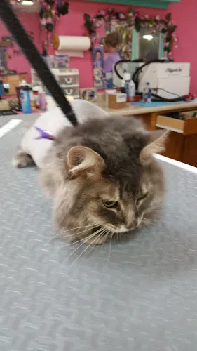 Jessie's Pet Spa - Professional cat grooming in Watertown, NY