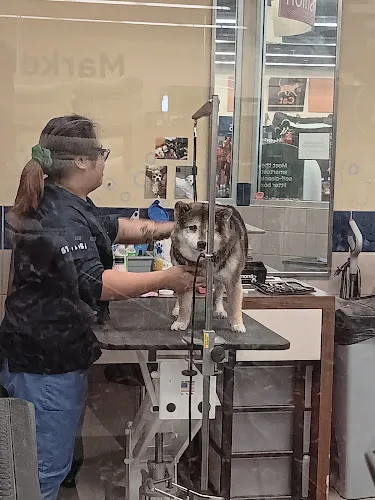 Petco Grooming - Cat grooming in Concord
