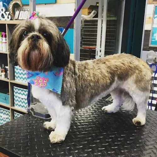 The Groom Gallery - Cat grooming in Olathe