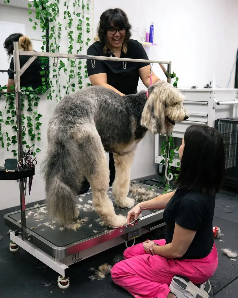 The Savannah Groom Room - Cat grooming in Savannah