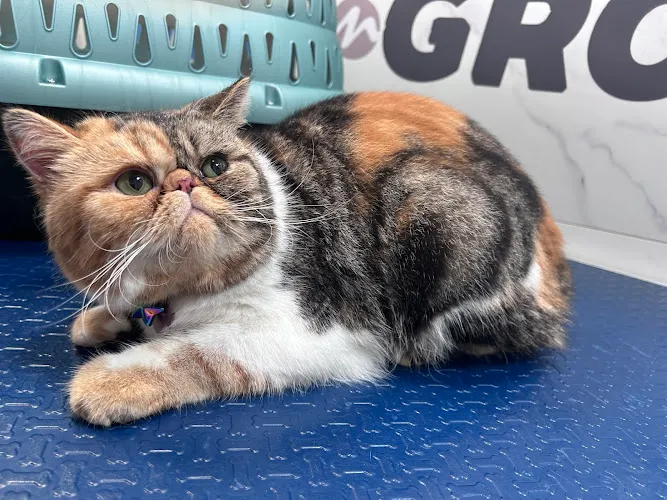 Zoom N Groom Mobile Spa - Cat grooming in Richmond Hill