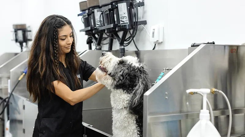 Sparkle Grooming Co. - Cat grooming in Phoenix