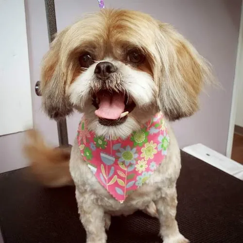 The Green Dog Pet Spa - Cat grooming in Pendleton