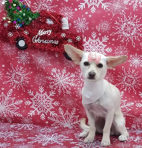 Dog star grooming - Mobile cat grooming in El Paso, TX