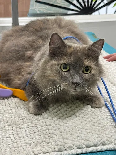 4 Paws Only GroomED - Cat grooming in Bowie
