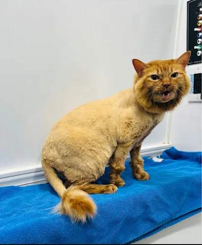 Pet Grooming Florida - Mobile cat grooming in Oviedo, FL
