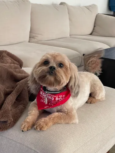 Dashing Dogs - Cat grooming in Carrollton
