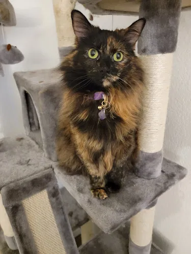 Gentle Touch Pet Salon - Cat grooming in Citrus Heights