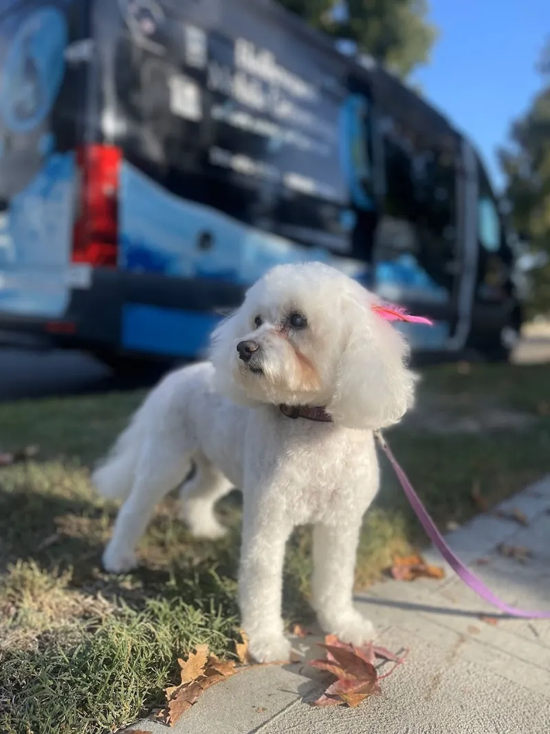 Hollywood Mobile Grooming... where every pet is a star! - Cat grooming in Los Angeles