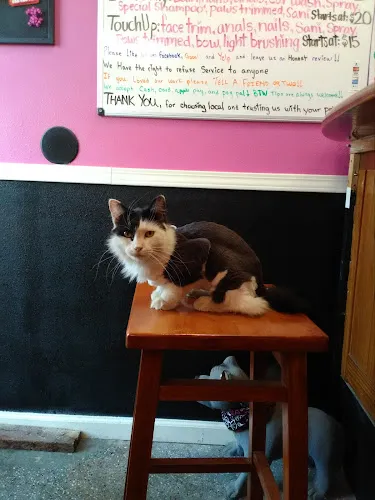 Pin Up Pets Grooming - Cat grooming in Fresno