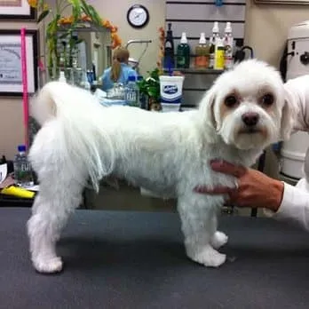 Tailored Tails Grooming Salon & Pet Spa, Inc. - Cat grooming in Colorado Springs