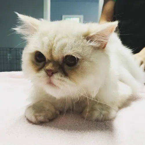 As the Fur Flies - Cat grooming in Austin