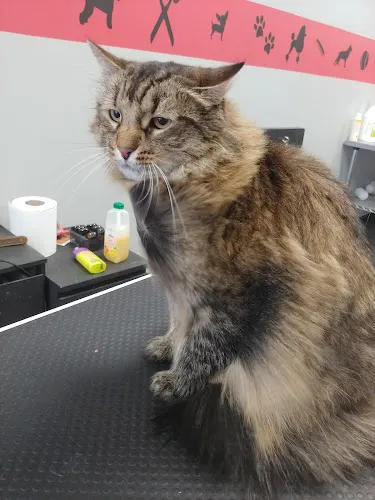 Doggie.designs - Cat grooming in Oaklyn