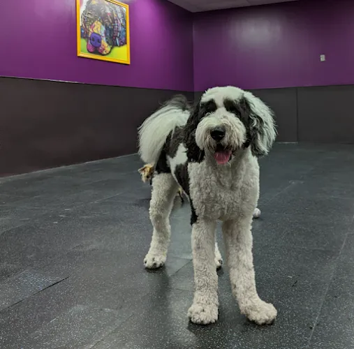 Oh the Pawsibilities Salon & Stay - Cat grooming in Plano