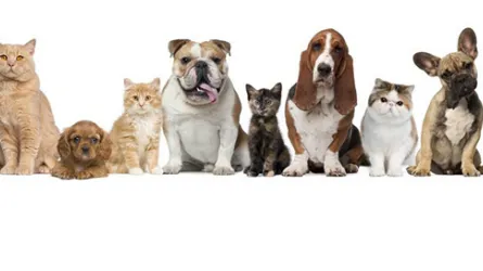 Mary’s Professional Pet Grooming LLC - Cat grooming in Glendale