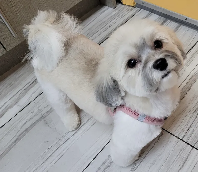 Puppy Tale Lodge - Mobile cat grooming in New York, NY