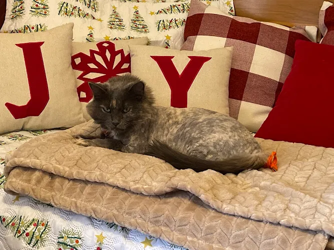 Canine Corner - Woodridge, IL - Professional cat grooming in Woodridge, IL