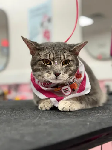 Woof Gang Bakery & Grooming Plantation - Cat grooming in Plantation