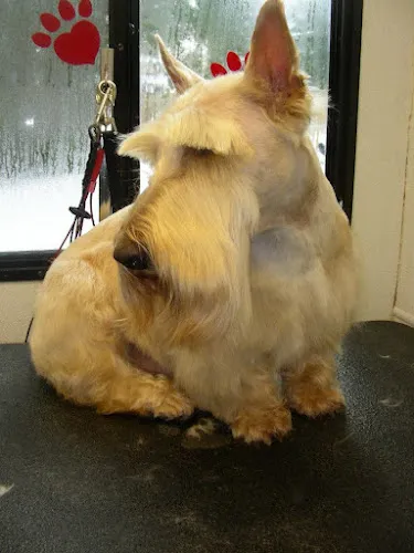 Always With TLC, LLC - Cat grooming in Lanoka Harbor