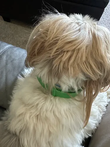 Designer Dog - Professional cat grooming in Wooster, OH