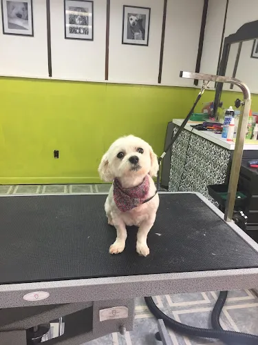 The Paw Spaw Dog Grooming - Cat grooming in Decatur