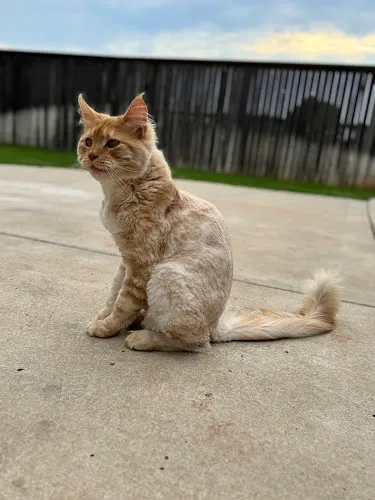 Aristocats - Cat grooming in Oklahoma City