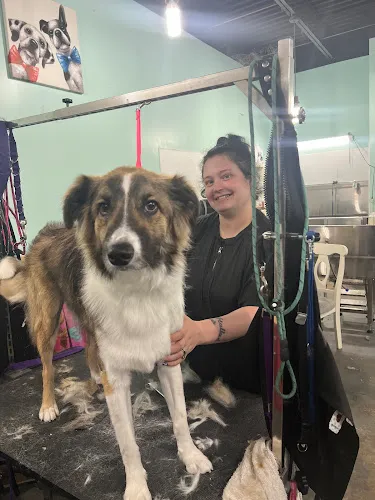 The Yuppy Puppy Pet Spa And Boutique - Cat grooming in Bel Air