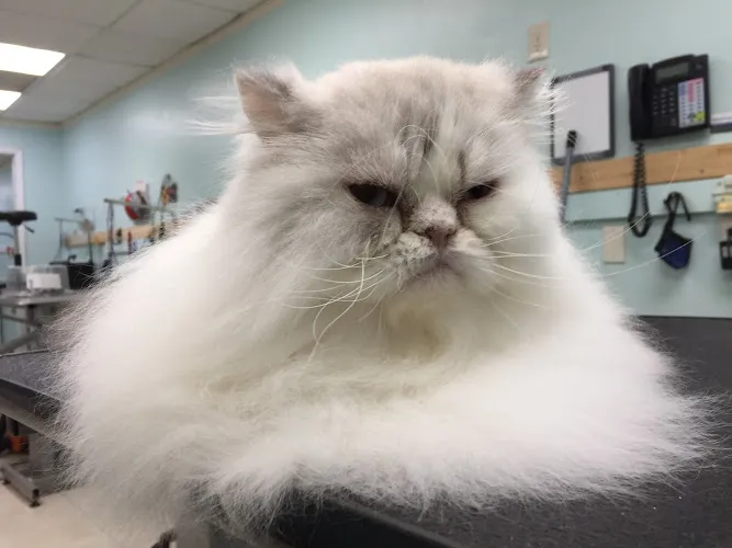 Nature's Pet Grooming - Cat grooming in Summerfield