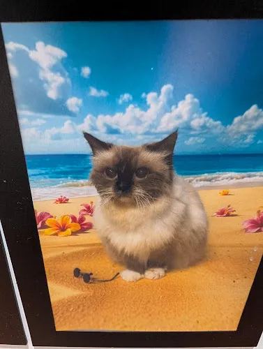 Clean As A Whisker Feline Spa & Suites - Cat grooming in Cohoes