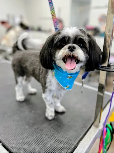 Twin Tails Cageless Grooming Lake Pleasant - Cat grooming in Peoria