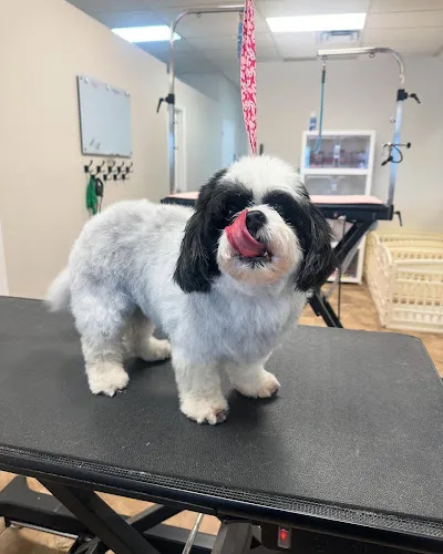The Groom Room of Coral Springs - Cat grooming in Margate