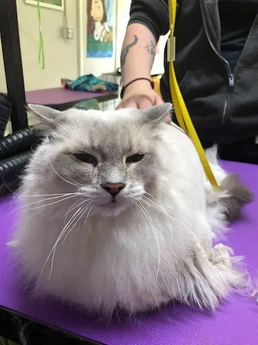 Bratdogz Pet Spa - Oregon City Pet Grooming - Professional cat grooming in Oregon City, OR