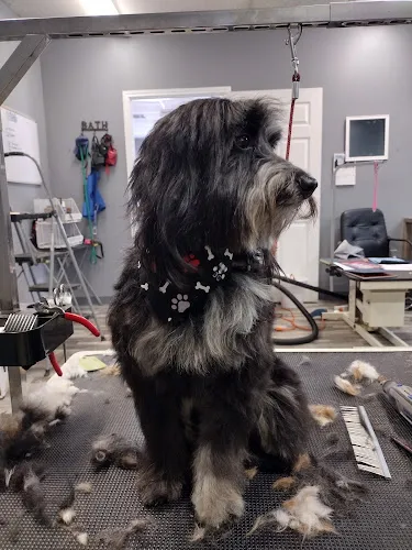 K-9 Kuts - Cat grooming in Montgomery