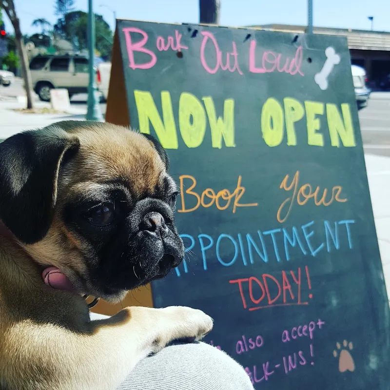 Bark Out Loud - Cat grooming in San Diego