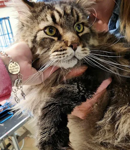Pretty Paws Boutique - Cat grooming in Longview