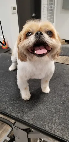 Woof Gang Bakery & Grooming Mueller - Cat grooming in Austin