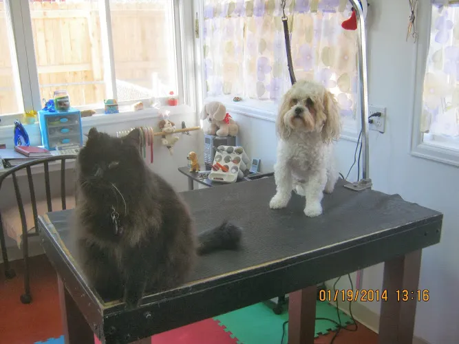 Paws Pet Grooming - Professional cat grooming in Northglenn, CO