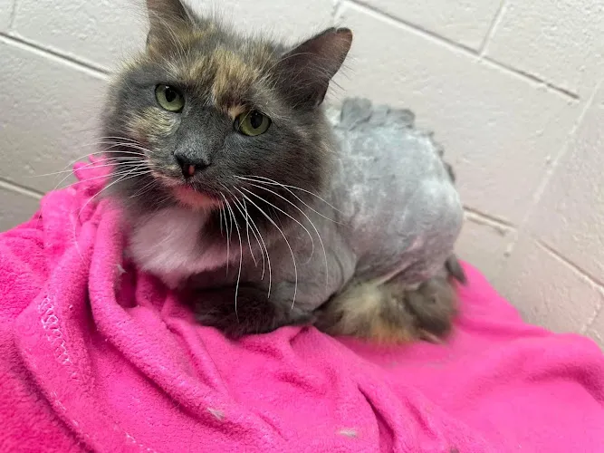 Hound Haven Newport News - Professional cat grooming in Newport News, VA