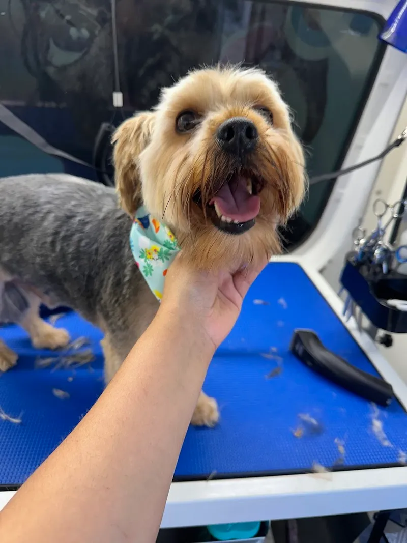 Pawgo Mobile Groomer Los Angeles - Cat grooming in Los Angeles