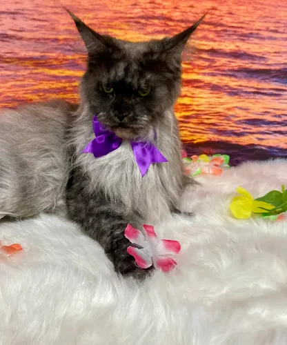 QT Paws Pet Grooming - Professional cat grooming in Toledo, OH