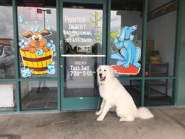 Painted Desert Dog Grooming - Cat grooming in Las Vegas