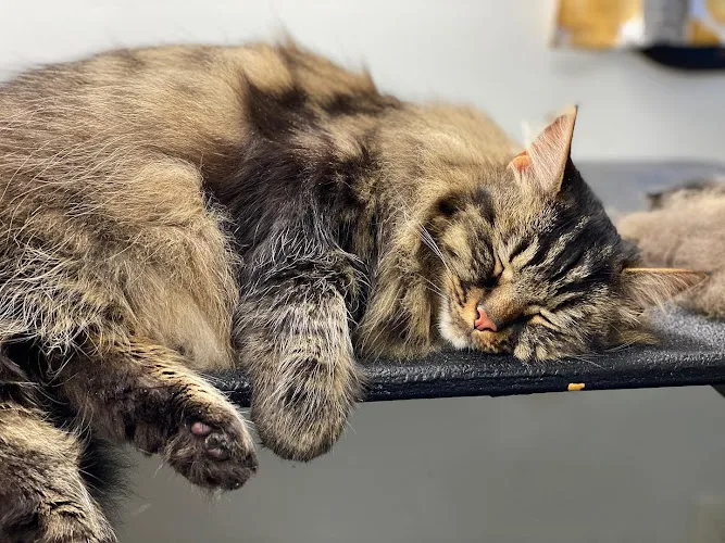 Milk & Honey Paw Spa- Dickson, TN Dog & Cat Grooming - Cat grooming in Dickson